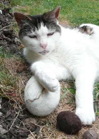 cat resting paw on felted rock